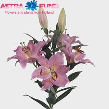 Lilium Oriental Grp 'Crystal Light' photo