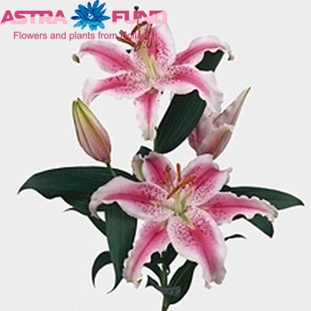 Lilium Oriental Grp 'Crystal Star' zdjęcie