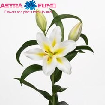 Lilium Oriental Grp 'Dassa' zdjęcie