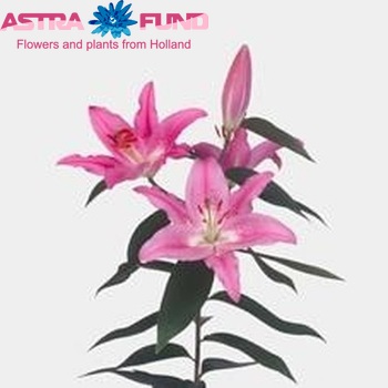 Lilium Oriental Grp 'Enigma' foto