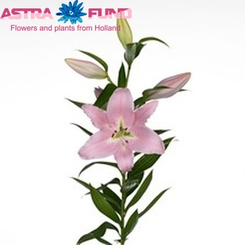 Lilium Oriental Grp 'Esscher' zdjęcie