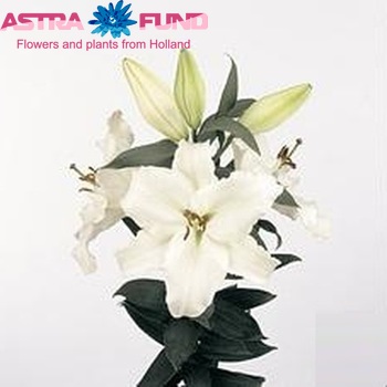 Lilium Oriental Grp 'First Arrival' zdjęcie