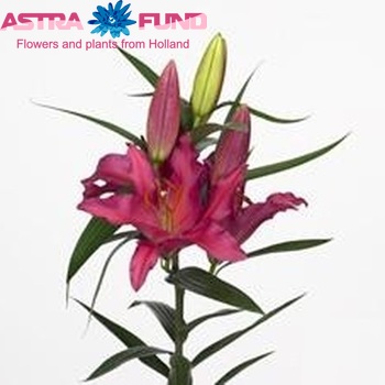 Lilium Oriental Grp 'Fleurise' zdjęcie