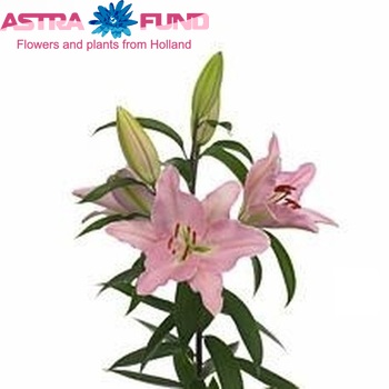 Lilium Oriental Grp 'Florian' foto