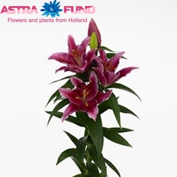 Lilium Oriental Grp 'Foxy Lady' foto