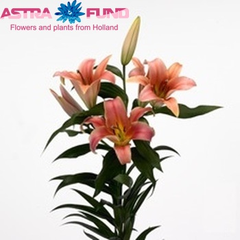 Lilium Oriental Grp 'Gluhwein' photo