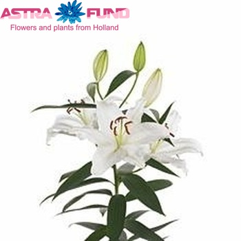 Lilium Oriental Grp 'Ice Dancer' foto