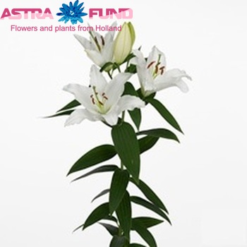 Lilium Oriental Grp 'Ice Dreamer' foto