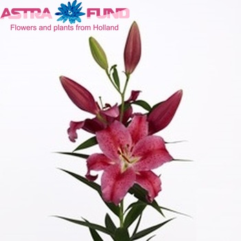 Lilium Oriental Grp 'Innuendo' foto