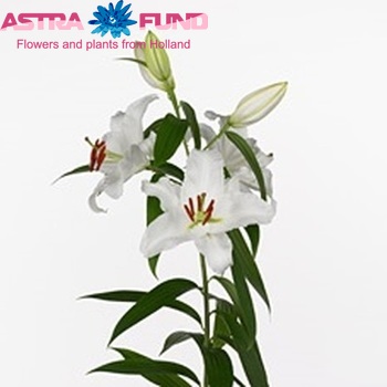 Lilium Oriental Grp 'Intenso' foto