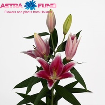 Lilium Oriental Grp 'Joop' photo