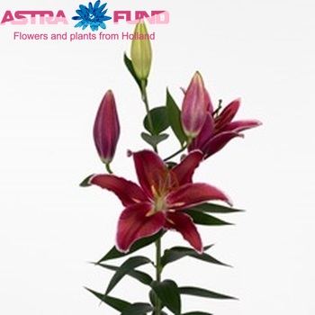 Lilium Oriental Grp 'Le Baron' zdjęcie