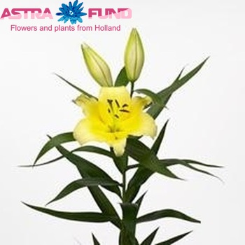 Lilium Oriental Grp 'Lesotho' photo