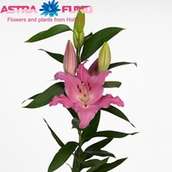 Lilium Oriental Grp Lexus zdjęcie