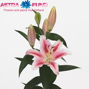 Lilium Oriental Grp 'Lodi' Foto