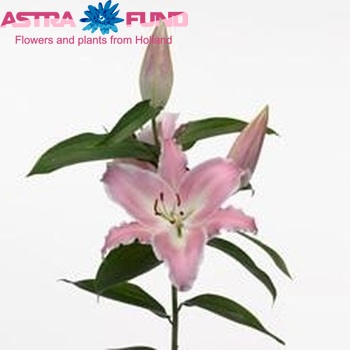 Lilium Oriental Grp 'Mabel' фото