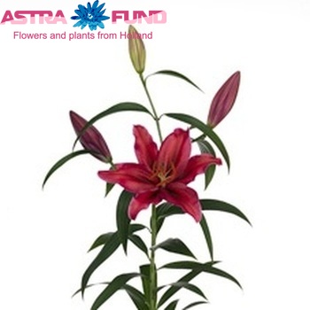 Lilium Oriental Grp 'Mambo' photo