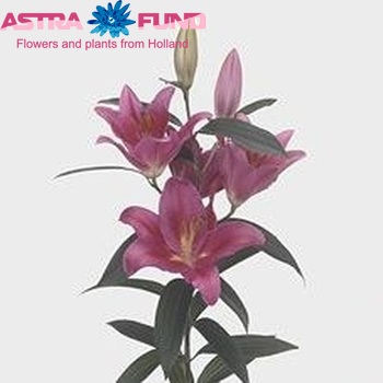 Lilium Oriental Grp 'Marcanti' Foto