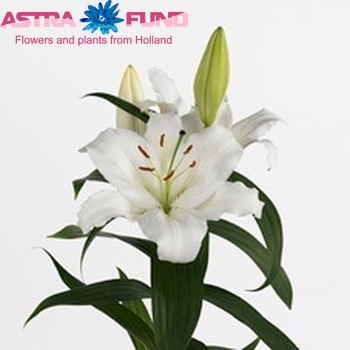 Lilium Oriental Grp 'Matrone' zdjęcie