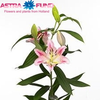 Lilium Oriental Grp 'Mondriaan' Foto