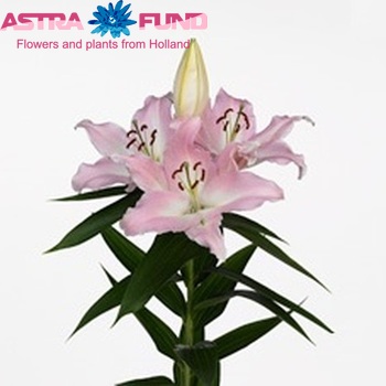 Lilium Oriental Grp 'Namara' Foto