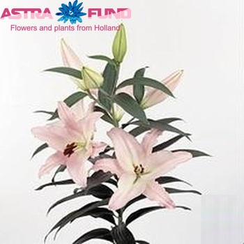 Lilium Oriental Grp 'Nostalgia' zdjęcie