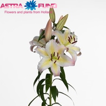 Lilium Oriental Grp 'Papiljo' foto