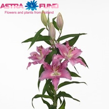 Lilium Oriental Grp 'Parasol' Foto