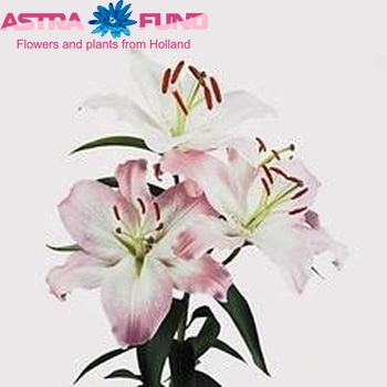 Lilium Oriental Grp 'Pink Almeria' zdjęcie