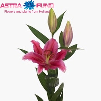 Lilium Oriental Grp 'Pink Coral' zdjęcie