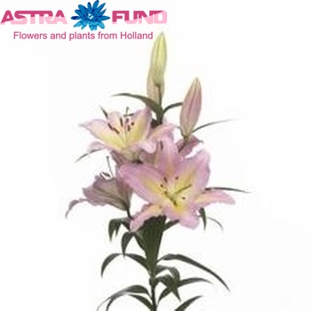 Lilium Oriental Grp 'Pink Mystery' фото