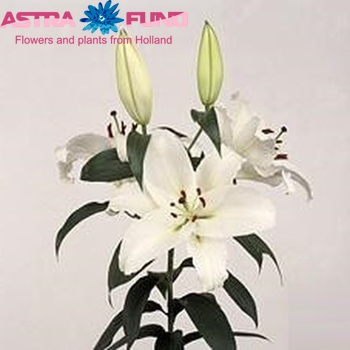 Lilium Oriental Grp 'Rain Dance' zdjęcie