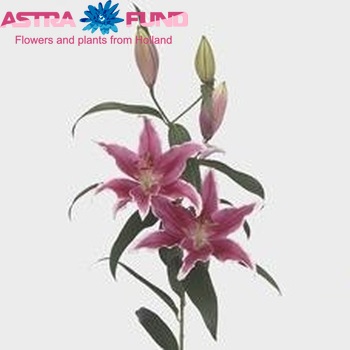 Lilium Oriental Grp Ravenna Foto