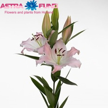 Lilium Oriental Grp 'Riant' foto