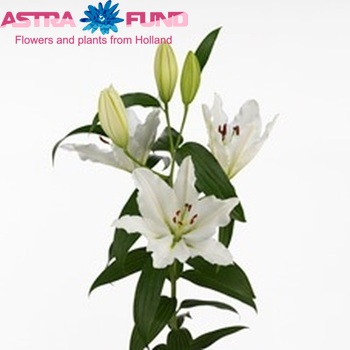 Lilium Oriental Grp 'River Princess' photo