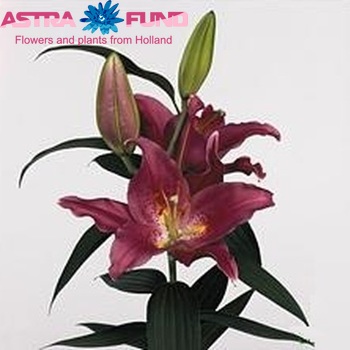 Lilium Oriental Grp 'Rousillon' zdjęcie