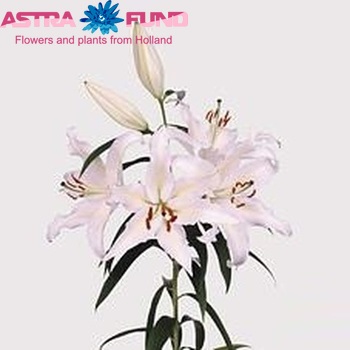 Lilium Oriental Grp 'Royal Wedding' foto