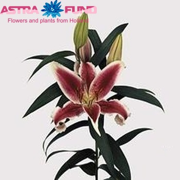 Lilium Oriental Grp 'San Pedro' zdjęcie