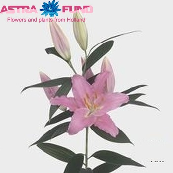 Lilium Oriental Grp Sanna photo