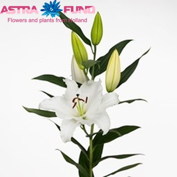 Lilium Oriental Grp Signum foto