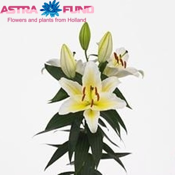 Lilium Oriental Grp 'Solo' zdjęcie