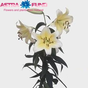 Lilium Oriental Grp 'Tarragona' photo