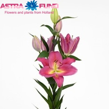 Lilium Oriental Grp 'Tarrango' Foto