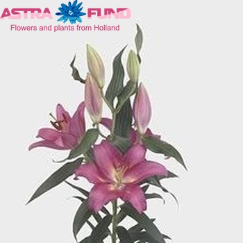 Lilium Oriental Grp 'Tesoro' zdjęcie