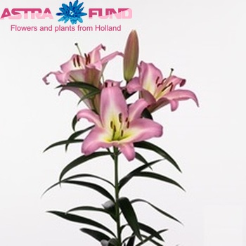 Lilium Oriental Grp 'Timezone' Foto