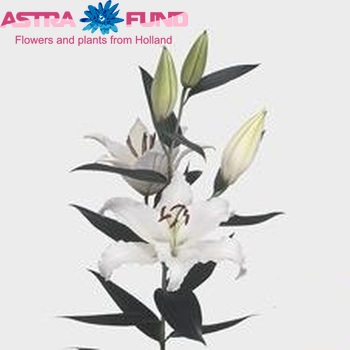 Lilium Oriental Grp Topwhite zdjęcie