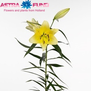 Lilium Oriental Grp 'Travatore' Foto