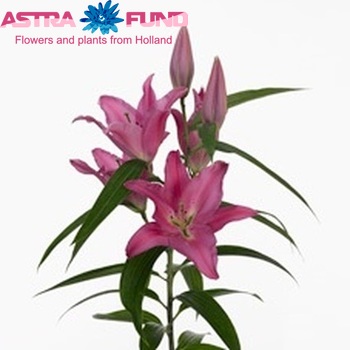 Lilium Oriental Grp 'Triora' zdjęcie