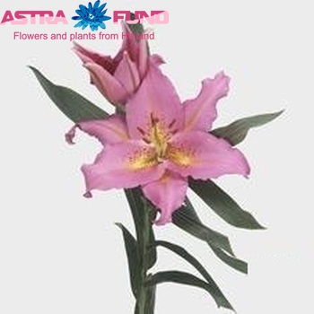 Lilium Oriental Grp 'Universal' zdjęcie