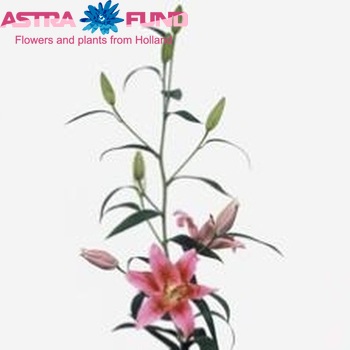 Lilium Oriental Grp Valentino zdjęcie